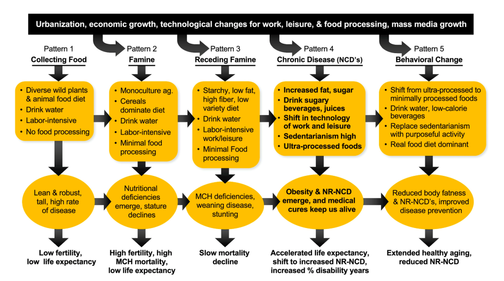 Nutrition Transition Diagram